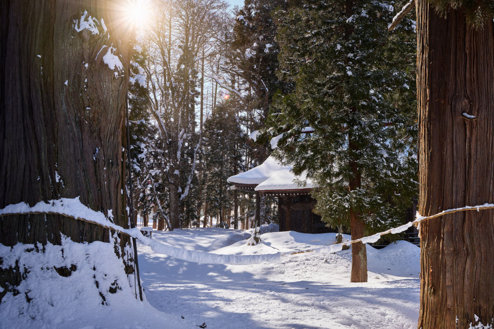 下町天神社の大杉